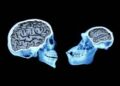 La carrera por el cerebro aumentado: neuronas sintéticas y el dominio del siglo XXI