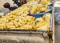 Clausuran tienda sin licencia en Fnideq y se incautan más de una tonelada de patatas podridas